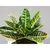 კროტონი CODIAEUM CROTON PETRA 40 სმ