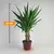 Юкка Yucca elephantipes Tres Cañas 30 stam 60 см