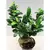 ფიკუსი FICUS MICROCARPA GINSENG 30 სმ