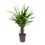 Юкка Yucca elephantipes Tres Cañas 30 stam 60 см