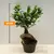 ფიკუსი FICUS MICROCARPA GINSENG 30 სმ