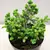 Ель Picea Abies Nidiformis 5/10 C3