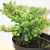 Ель Picea Abies Nidiformis 5/10 C3