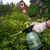 Опрыскиватель ручной Bradas 2 л  AQUA SPRAY 360° AS0200CL