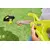 Cordless trimmer Ryobi RY18LT23A-0 18V