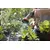 Irrigation gun Gardena 18321-20