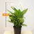 Спатифиллюм SPATHIPHYLLUM 60 სმ
