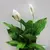 Спатифиллюм SPATHIPHYLLUM 60 სმ