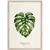 Картина в рамке Styler Monstera FP037 50x70 см