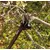 Tree trimmer FISKARS 115390