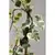 სურო Hedera Colchica Dentata Variegata