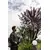 Cordless hedgecutter AL-KO CSA 2020 20V (without battery and charger)