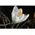Bulb DAY HBM Crocus Jeanne D'Arc 7/8 10 pcs