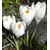Bulb DAY HBM Crocus Jeanne D'Arc 7/8 10 pcs