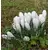 Bulb DAY HBM Crocus Jeanne D'Arc 7/8 10 pcs