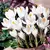 Bulb DAY HBM Crocus Jeanne D'Arc 7/8 10 pcs