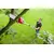 Pole pruner AL-KO CSA 4020