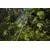 Брезент камуфляжный Bradas CAMOforest 4x6м 90г/м²