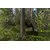 Брезент камуфляжный Bradas CAMOforest 4x6м 90г/м²