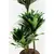 დრაცენა DRACAENA FRAGRANS COMPACTA 3PP 80 სმ