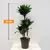 დრაცენა DRACAENA FRAGRANS COMPACTA 3PP 80 სმ