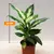 დიფენბახია DIEFFENBACHIA CAMILLA COMPACTA 30 სმ