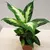დიფენბახია DIEFFENBACHIA CAMILLA COMPACTA 30 სმ