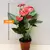 Антуриум Anthurium 35 см