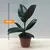 ფიკუსი Ficus El Abidjan elastica 12/35 30 სმ