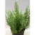 როზმარინი SALVIA ROSMARINUS 30 სმ