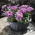 Plastic flower pot FORM PLASTIC Misa VERONA 0410-014 Ø26 anthracite