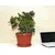 Flower Pot with a stand TERRA 36x27 (terracotta)