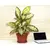 Flower Pot with a stand TERRA 36x27 (terracotta)