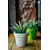 Plastic pot Aleana Gamma 26x22cm cocoa 7 L