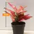 აგლაონემა Aglaonema Cherry Baby 12/30