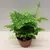 ადიანტუმი Adiantum Fragrans 18 სმ