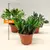 კრაცულა ფულის ხე Crassula mixed