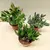 კრაცულა ფულის ხე Crassula mixed