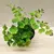ადიანტუმი Adiantum raddianum Fragrans 15 სმ