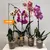ორქიდეა Phalaenopsis mixed 50 სმ