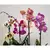 ორქიდეა Phalaenopsis mixed 50 სმ