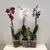 ორქიდეა Phalaenopsis mixed 50 სმ