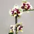 ორქიდეა Phalaenopsis mixed 50 სმ