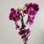 ორქიდეა Phalaenopsis mixed 50 სმ
