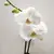 ორქიდეა Phalaenopsis mixed 50 სმ