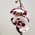 ორქიდეა Phalaenopsis mixed 50 სმ