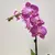 ორქიდეა Phalaenopsis mixed 50 სმ