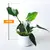 ფილოდენდრონი Philodendron White Princess 15 სმ