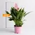 ანტურიუმი Anthurium Lilli 30 სმ