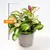 Хойя Hoya australis Lisa 3pp